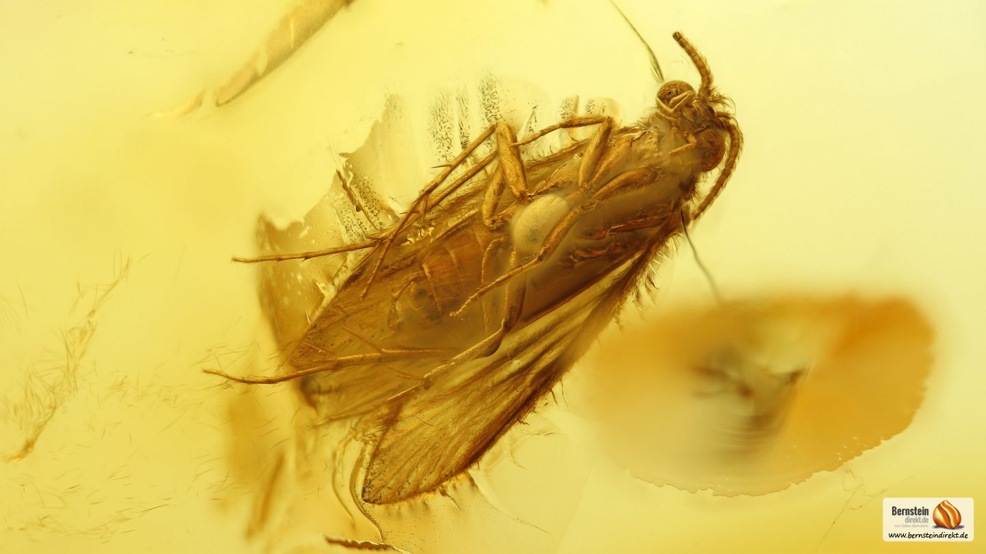 Köcherfliege als Inkluse, Köcherfliege als Einschluss im Baltischen